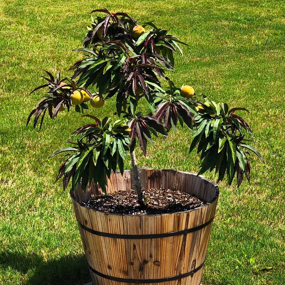 Bonfire Patio Peach Tree  Prunus persica – Almanac Planting Co
