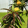 Bonfire Patio Peach Tree