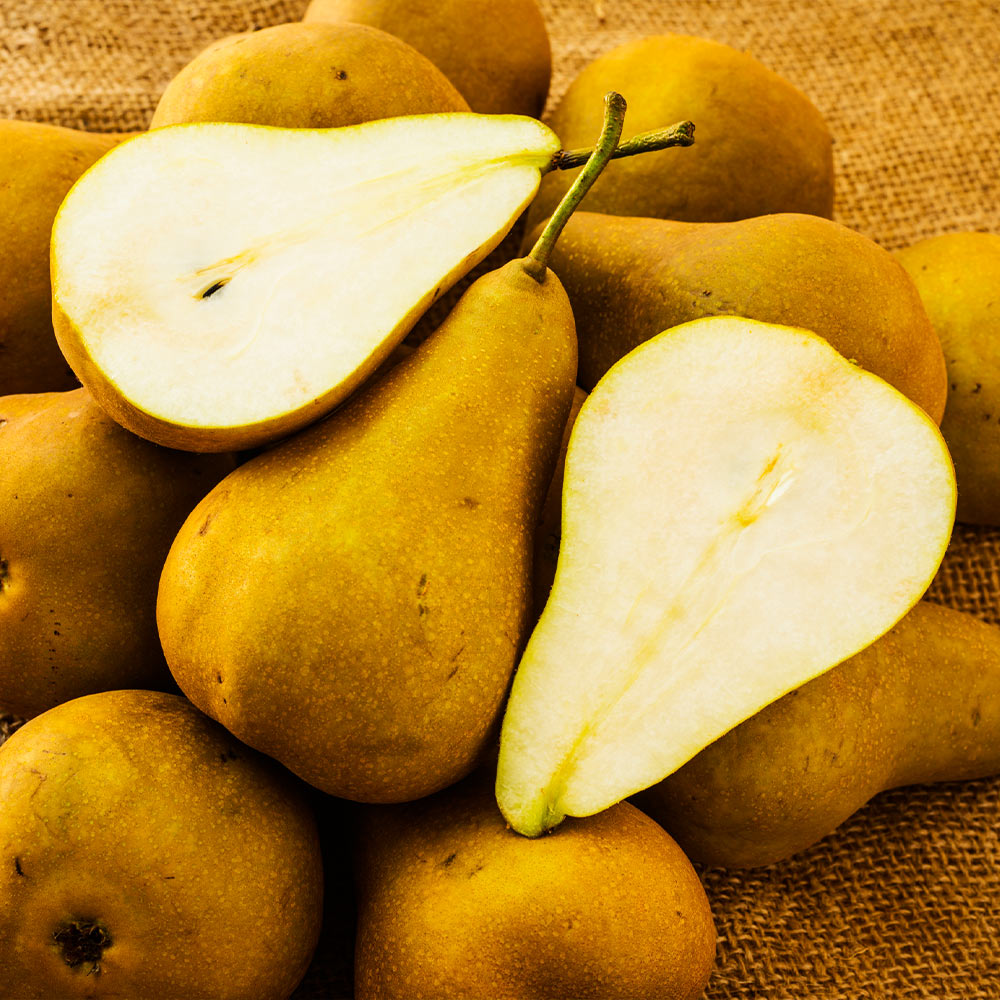 Bosc Pear Tree for Sale - Buying & Growing Guide 