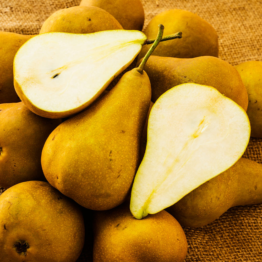 Bosc Pear — Montana Fruit Tree Company