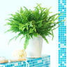 Boston Fern