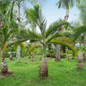 Bottle Palm Tree