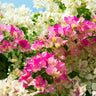 Bi-Color Bougainvillea Tree