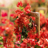 Sundown Orange Bougainvillea