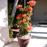 Sundown Orange Bougainvillea