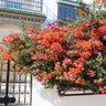 Sundown Orange Bougainvillea