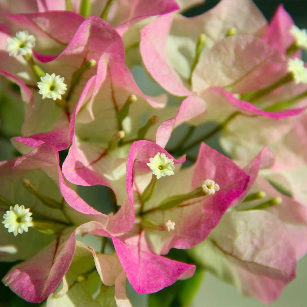 bougainvillea white cascade