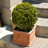 Titan Boxwood Shrub