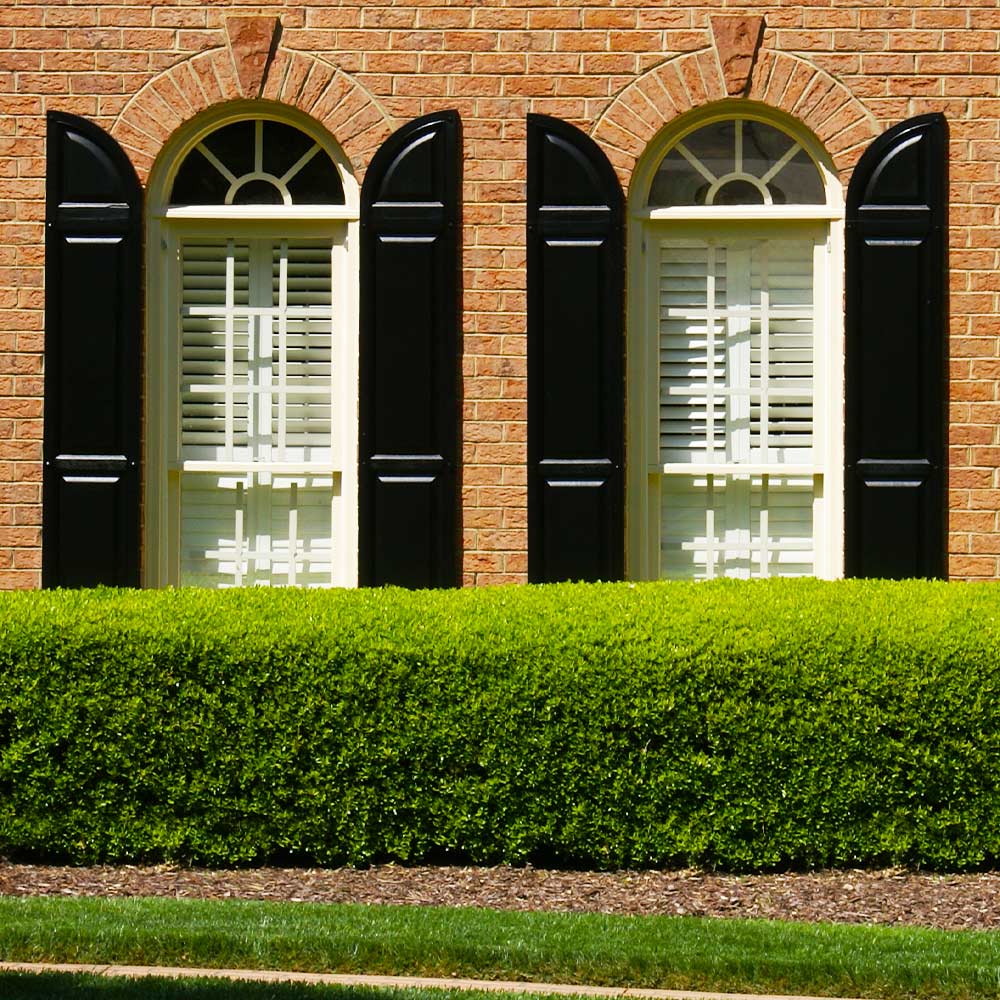 Titan Boxwood Shrub