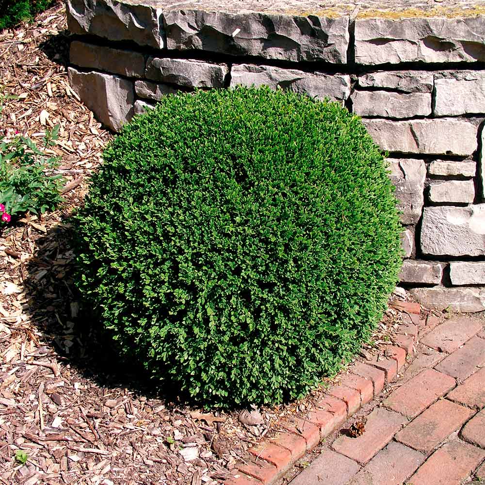 boxwood hedge