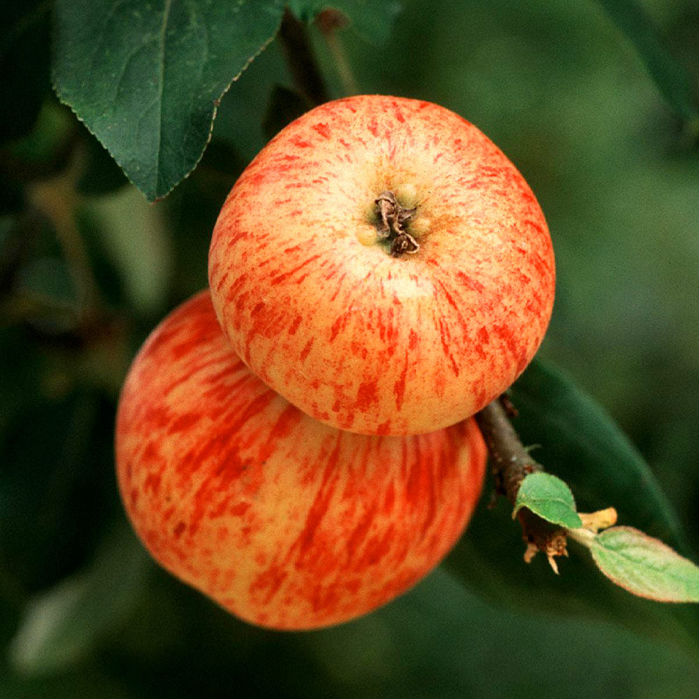 Buy Gala Apple Tree Plants & Trees Online