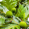 Breadfruit