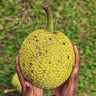 Breadfruit