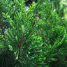 Brodie Eastern Red Cedar Tree