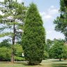 Brodie Eastern Red Cedar Tree