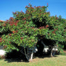 Bronze Loquat Tree