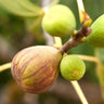 Brown Turkey Fig Tree