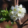 Bubblegum 'Toka' Plum Tree