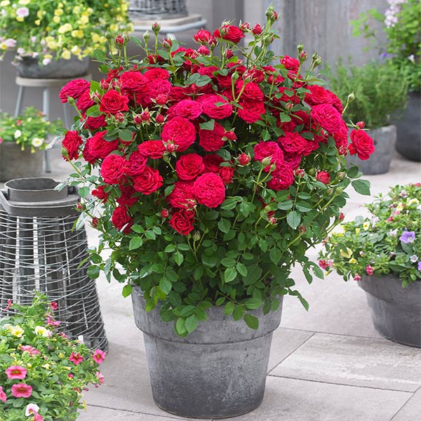 Bulletproof® Roses for Sale | FastGrowingTrees.com