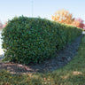 Dwarf Burford Holly Shrub