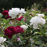 Burgundy Iceberg and Iceberg Two-fer® Rose Tree