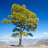 Canary Island Pine Tree