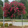 Cherokee Crape Myrtle