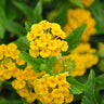 Chapel Hill Yellow Lantana