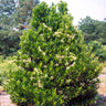 Chindo Sweet Viburnum Shrub