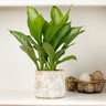 Green Chinese Evergreen Plant