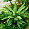 Green Chinese Evergreen Plant