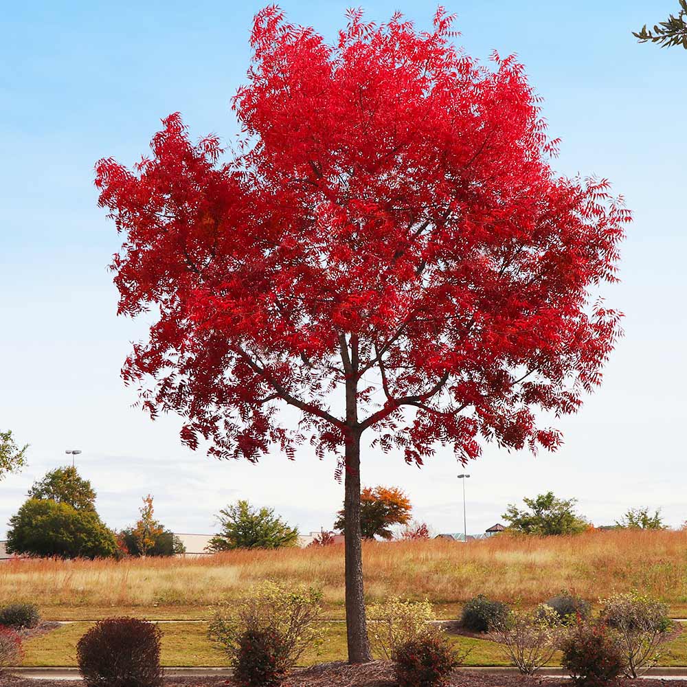 Chinese Pistache Tree