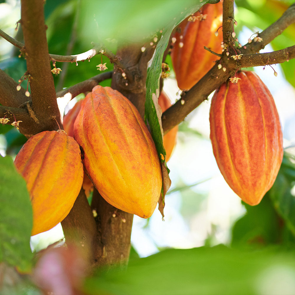 Chocolate Cocoa 'Cacao' Plant