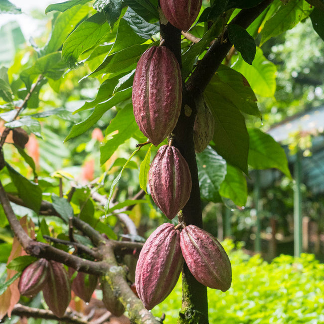 Chocolate Cocoa Plants for Sale