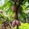 Chocolate Cocoa 'Cacao' Plant