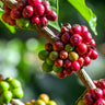 Arabica Coffee Plant