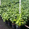 Arabica Coffee Plant