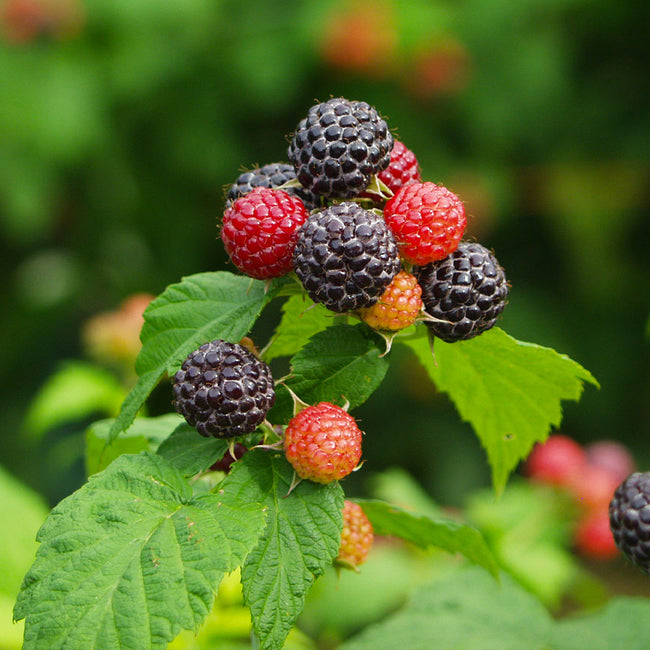 Cumberland Black Raspberry Shrubs for Sale – FastGrowingTrees.com