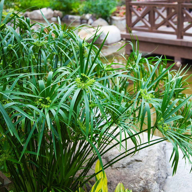 papyrus plants