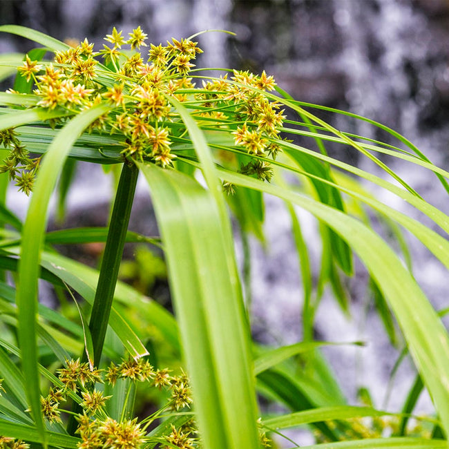 Papyrus Plants for Sale– FastGrowingTrees.com