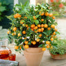 Calamondin Bush