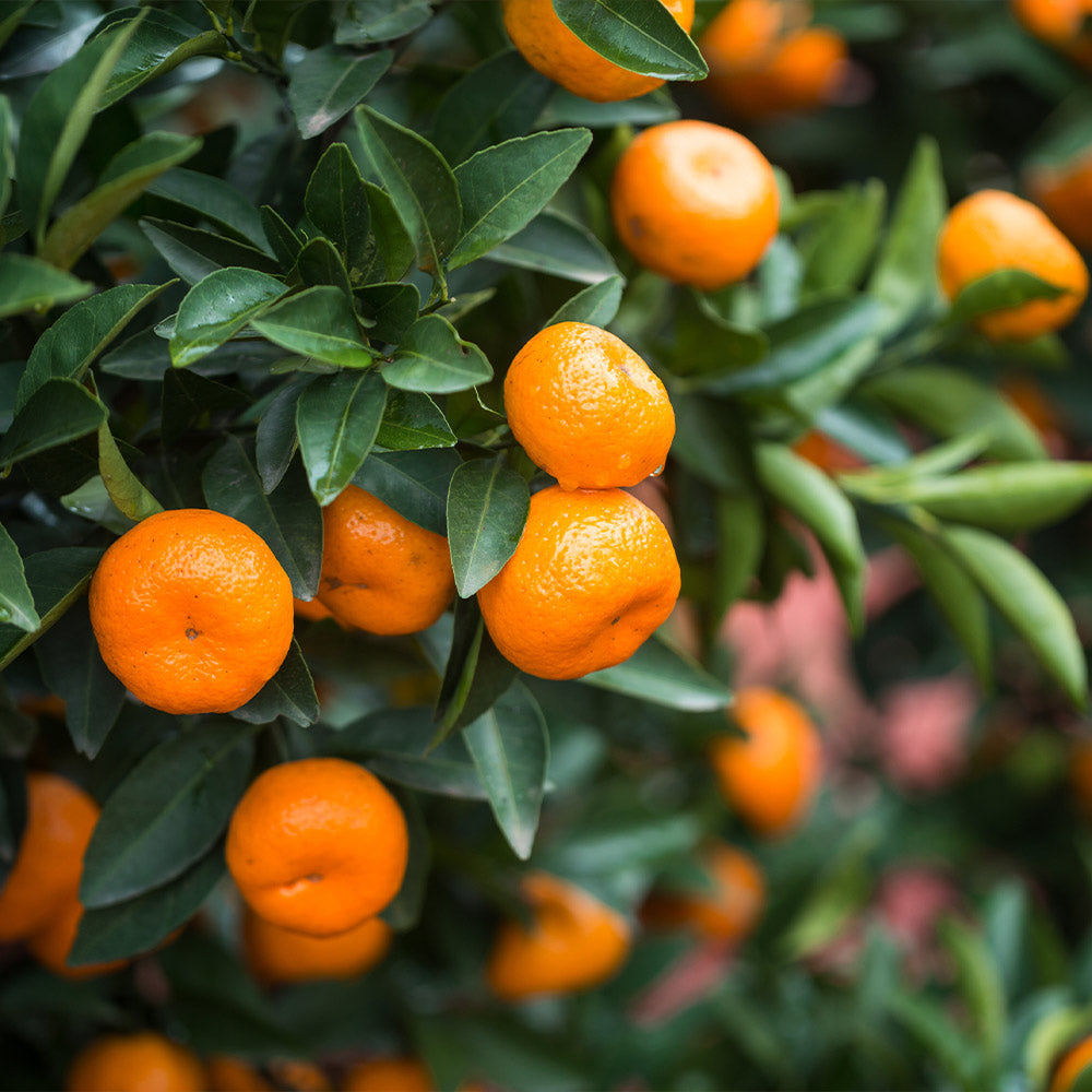 Calamondin Bush