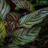 Calathea Ornata