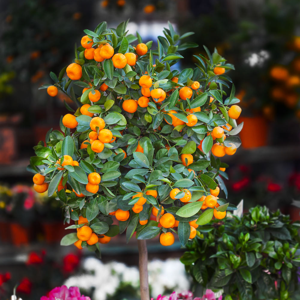 Shiranui Mandarin Trees For Sale