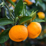 Calamondin Orange Tree