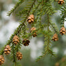 Canadian Hemlock Tree