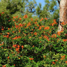 Cape Honeysuckle