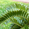 Cardboard Palm Tree