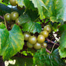 Carlos Muscadine Grape