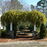 Carolina Jasmine Arizona